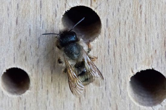 Noch unbestimmt ( Sachsen - Anhalt Mai 2019 )