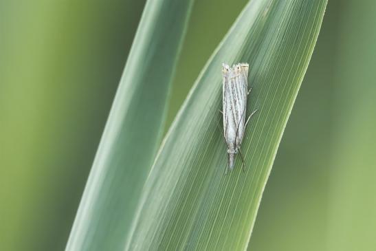 Zünsler     ev. Agriphila oder Catoptria       ( Sachsen - Anhalt August 2020 )