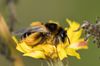 Wegwarten-Hosenbiene Braunbuerstige Hosenbiene Dasypoda hirtipes