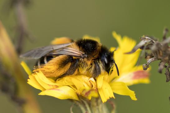 Braunbürstige Hosenbiene       Dasypoda hirtipes       ( Sachsen - Anhalt September 2023 )