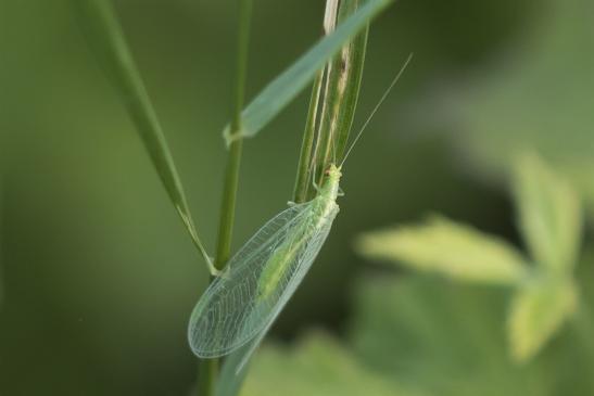 Gemeine Florfliege     Chrysoperla carnea      ( Sachsen-Anhalt Juli 2020 )  