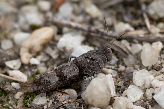 Blauflügelige Ödlandschrecke        Oedipoda caerulescens                  ( Sachsen-Anhalt September 2023 )