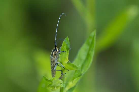 Scheckhorn - Distelbock        Agapanthia villosoviridescens           ( Baden - Württemberg Juni 2025 )