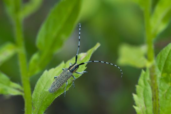 Scheckhorn - Distelbock        Agapanthia villosoviridescens           ( Baden - Württemberg Juni 2025 )