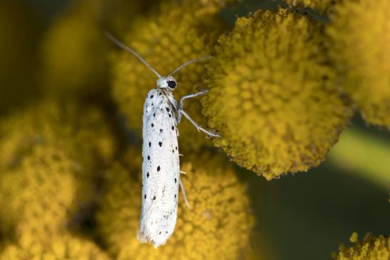 Zünsler       kein deutscher Name bekannt       Myelois circumvoluta         ( Sachsen - Anhalt August 2020 )