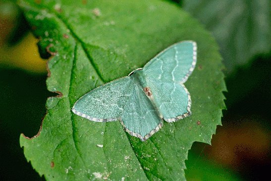 Gebüsch - Grünspanner      Hemithea aestivaria      ( Baden-Württemberg Mai 2022 )