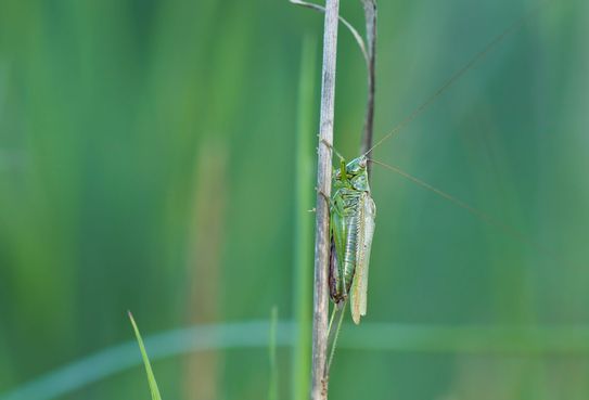 Langflügelige Schwertschrecke       Conocephalus fuscus       männlich        ( Sachsen - Anhalt September 2023 )