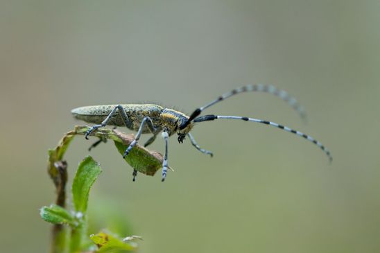 Scheckhorn - Distelbock        Agapanthia villosoviridescens           ( Baden - Württemberg Juni 2025 )