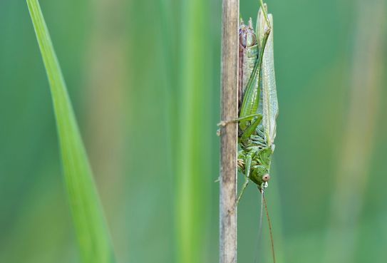 Langflügelige Schwertschrecke       Conocephalus fuscus      männlich          ( Sachsen - Anhalt September 2023 )