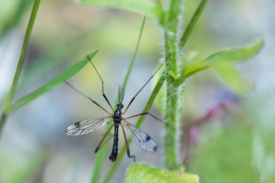 Zweifleck- Schnake        Dictenidia bimaculata         männlich        ( Baden - Württemberg  Juni 2025 )