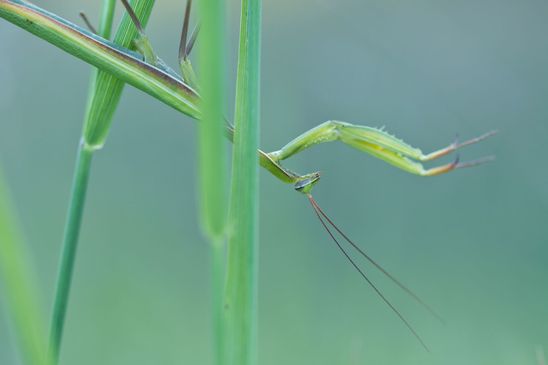  Insekt des Jahres 2017        Gemeine Gottesanbeterin     Mantis religiosa         ( Sachsen - Anhalt  September 2023 ) 