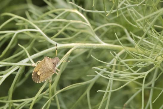 Baumwanze     Peribalus strictus   ( Deutschland, Brandenburg Mai 2019 )     