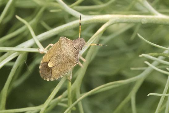 Baumwanze     Peribalus strictus   ( Deutschland, Brandenburg Mai 2019 )     