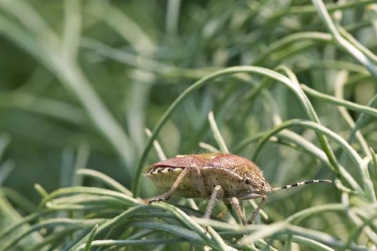 Beerenwanze     Dolycoris baccarum   ( Deutschland, Brandenburg Mai 2019 )