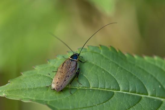 Echte Waldschabe       Ectobius sylvestris      ( Baden - Württemberg Mai 2022 )