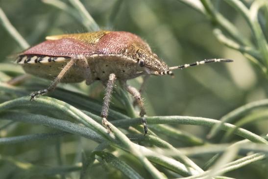 Beerenwanze     Dolycoris baccarum   ( Deutschland, Brandenburg Mai 2019 )