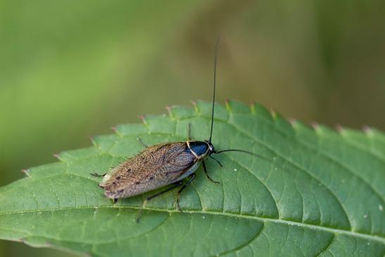 Echte Waldschabe       Ectobius sylvestris      ( Baden - Württemberg Mai 2022 )