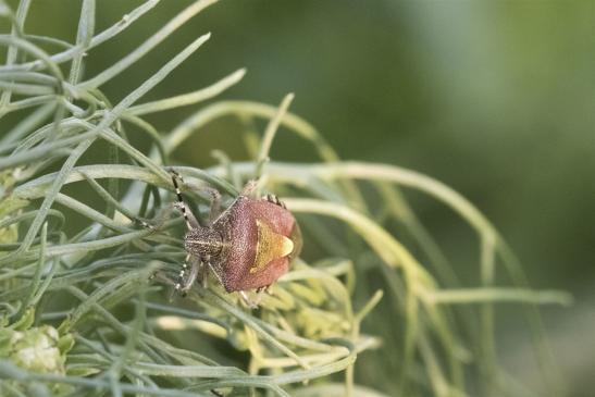 Beerenwanze     Dolycoris baccarum   ( Deutschland, Brandenburg Mai 2019 )