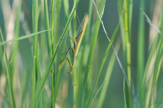  Insekt des Jahres 2017        Gemeine Gottesanbeterin     Mantis religiosa         ( Sachsen - Anhalt  September 2023 ) 