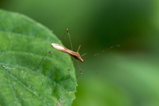 Hexenkrautwanze,         Hexenkraut-Stelzenwanze           Metatropis rufescens         ( Baden - Württemberg Juni 2025 )