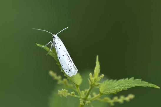 Zünsler       kein deutscher Name bekannt       Myelois circumvoluta         ( Sachsen - Anhalt August 2020 )