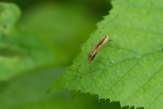 Hexenkrautwanze,         Hexenkraut-Stelzenwanze           Metatropis rufescens         ( Baden - Württemberg Juni 2025 )