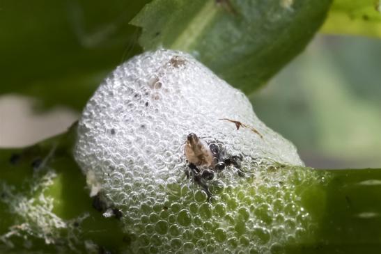 Braune Weiden - Schaumzikade       Schaumnest        Aphrophora salicina       ( Sachsen - Anhalt Juli 2020 ) 