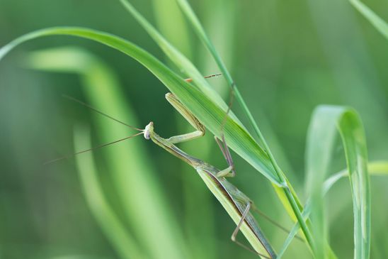  Insekt des Jahres 2017        Gemeine Gottesanbeterin     Mantis religiosa         ( Sachsen - Anhalt  September 2023 ) 
