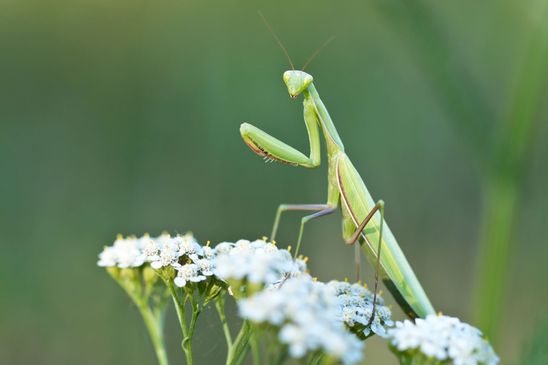 Gemeine Gottesanbeterin     Mantis religiosa          ( Sachsen - Anhalt  September 2023 )