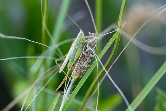 Langflügelige Schwertschrecke       Conocephalus fuscus       weiblich       ( Sachsen - Anhalt September 2023 )