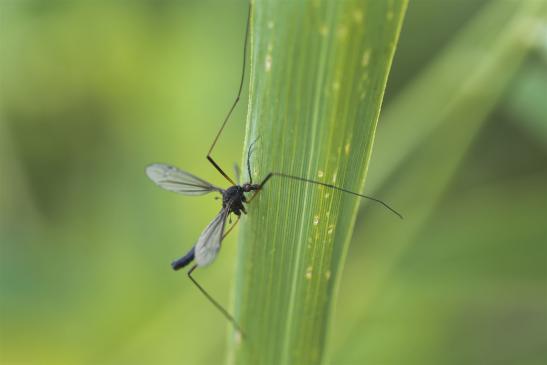 kein deutscher Name bekannt       Nigrotipula nigra       männlich       ( Sachsen - Anhalt August 2020 )