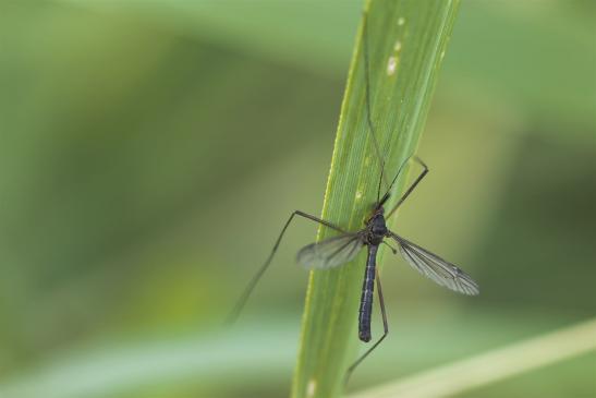 kein deutscher Name bekannt       Nigrotipula nigra       männlich       ( Sachsen - Anhalt August 2020 )