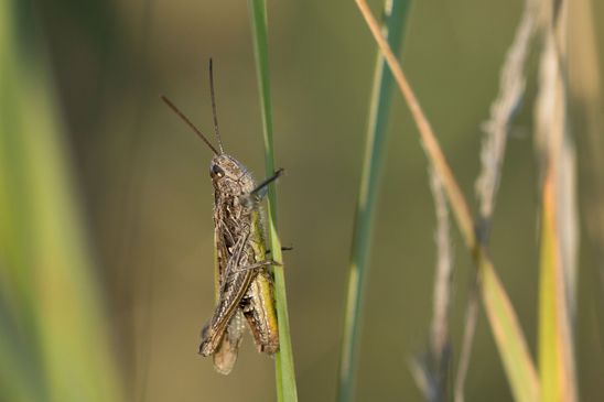 noch unbestimmt          ( Sachsen - Anhalt September 2023 ) 