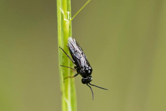 Blattwespe       vermutlich Salomonssiegel - Blattwespe      Phymatocera aterrima      ( Baden - Württemberg Mai 2022 )