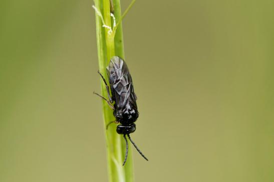 Blattwespe       vermutlich Salomonssiegel - Blattwespe      Phymatocera aterrima      ( Baden - Württemberg Mai 2022 )