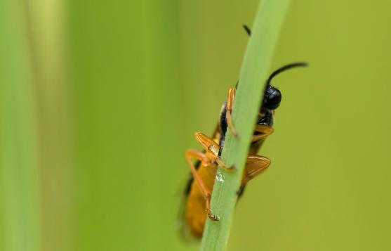 Blattwespe  ev.       Eutomostethus luteiventris     ( Baden - Württemberg Mai 2022 )