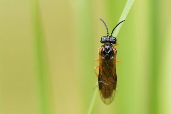 Blattwespe   ev. Eutomostethus luteiventris    ( Baden - Württemberg Mai 2022 )