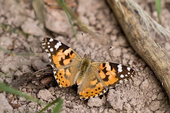 Distelfalter     Vanessa cardui         ( Baden - Württemberg Mai 2022 )