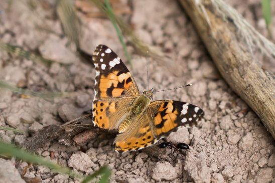 Distelfalter    mit Ameisenbesuch       Vanessa cardui        ( Baden - Württemberg Mai 2022 )