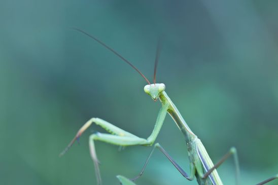  Insekt des Jahres 2017        Gemeine Gottesanbeterin     Mantis religiosa         ( Sachsen - Anhalt  September 2023 ) 