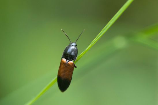 Gegürtelter Schnellkäfer         Ampedus balteatus                  ( Baden - Würtemberg Juni 2025 )   