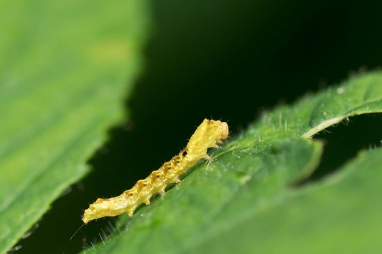 Roseneule          Thyatira batis       ( Baden Württemberg   Juni 2025 )