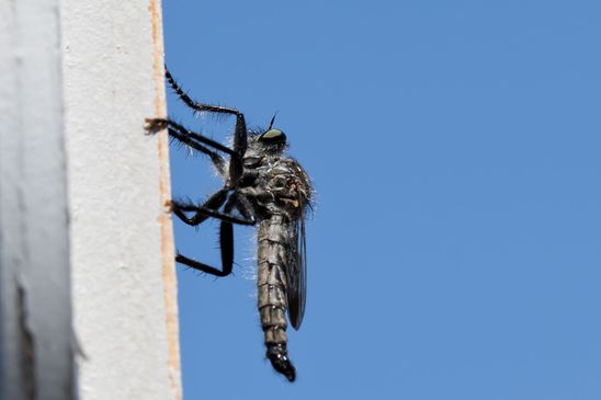   Raubfliege         noch unbestimmt         ( Griechenland, Peloponnes Juni 2019 )
