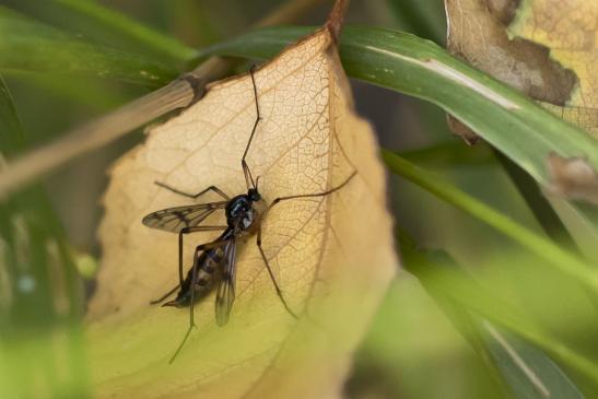  Faltenmücke       kein deutscher Name bekannt       Ptychoptera contaminata       weiblich       ( Sachsen - Anhalt August 2020 )