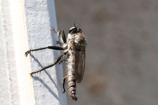  Raubfliege         noch unbestimmt         ( Griechenland, Peloponnes Juni 2019 )