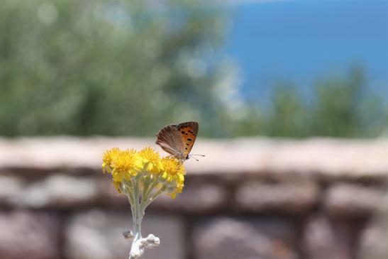 Kleiner Feuerfalter     Lycaena phlaeas       ( Griechenland, Peloponnes Juni 2019 )