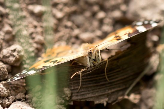 Distelfalter     Vanessa cardui         ( Baden - Württemberg Mai 2022 )