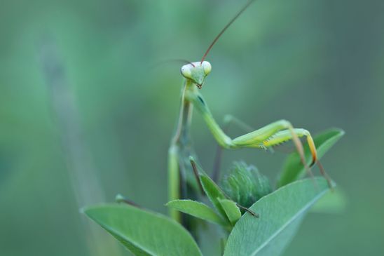  Insekt des Jahres 2017        Gemeine Gottesanbeterin     Mantis religiosa         ( Sachsen - Anhalt  September 2023 ) 