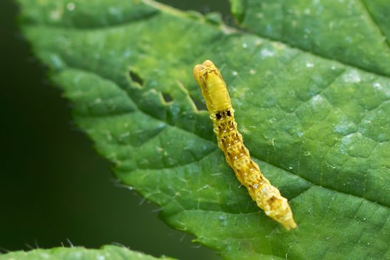 Roseneule          Thyatira batis       ( Baden Württemberg   Juni 2025 )