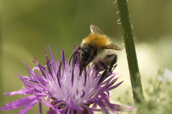 Ackerhummel       Bombus pascuorum       männlich       ( Wernigerode   Harz   August 2020 )